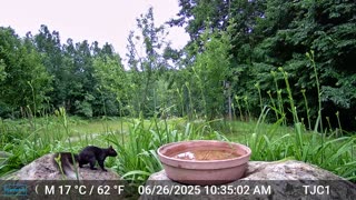 Tulsi the Squirrel