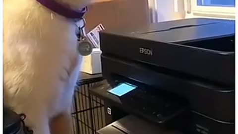 funny-dogs-and-cats-videos