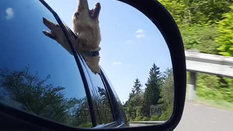 Golden Retriever Puppy Eats the Air