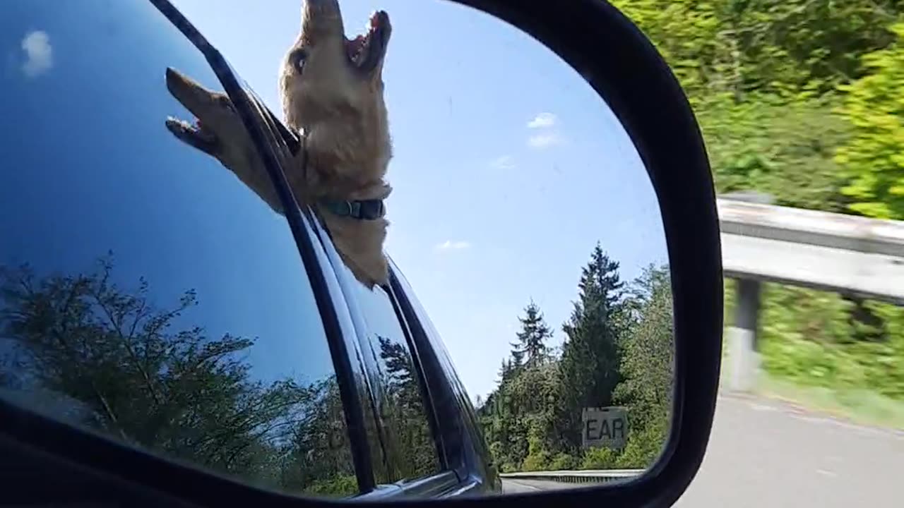 Golden Retriever Puppy Eats the Air