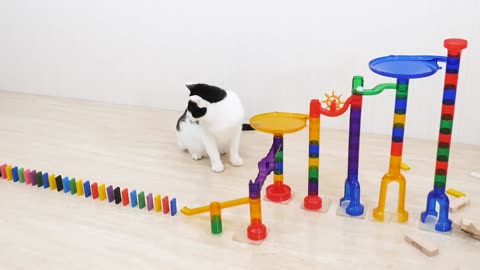 Cats and Domino 😺🌈