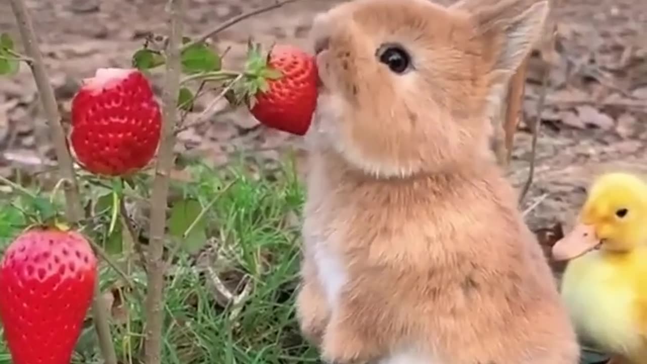 Amazing Animal Growth Journey #animals #funny #cut