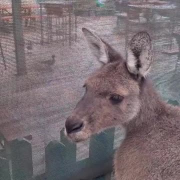 Kangaroo diaries only in Australia 🇦🇺