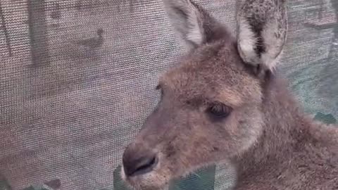 Kangaroo diaries only in Australia π¦πΊ