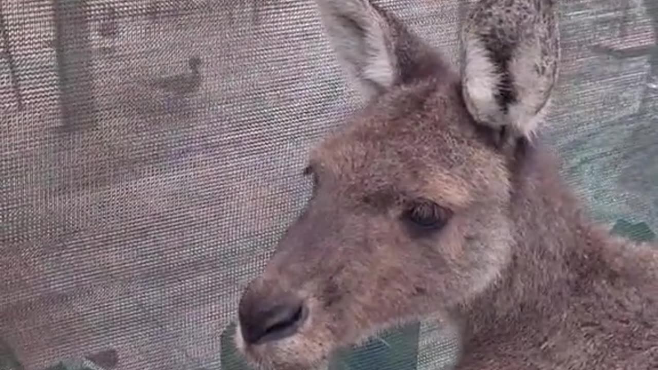 Kangaroo diaries only in Australia 🇦🇺