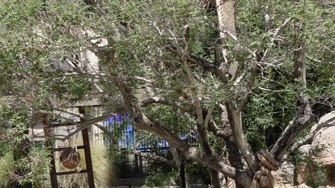 Baby Spider Monkeys at El Paso Zoo in Texas