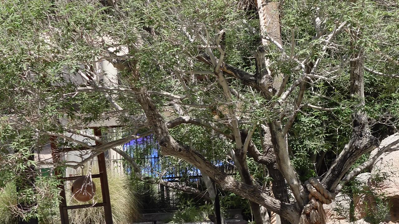 Baby Spider Monkeys at El Paso Zoo in Texas