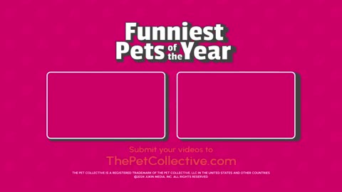 Funny Pets TOP Videos of the YEAR