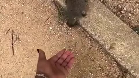 Wild animals are not pets 🤯