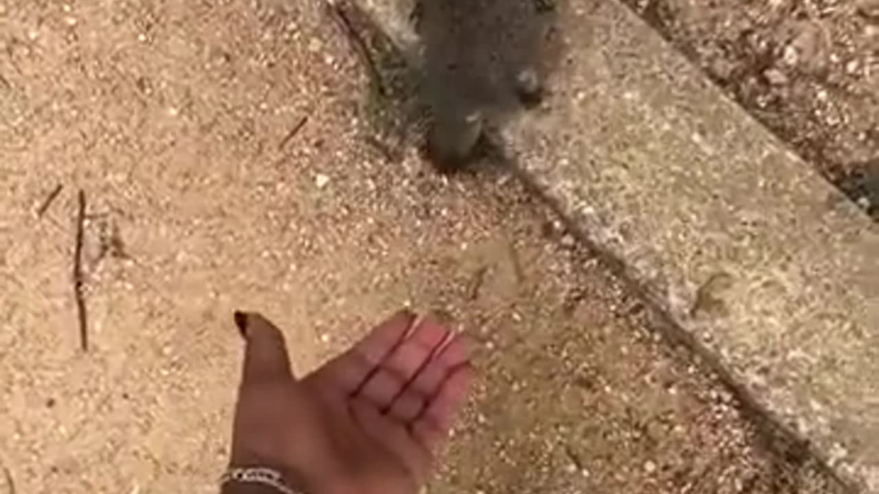 Wild animals are not pets 🤯