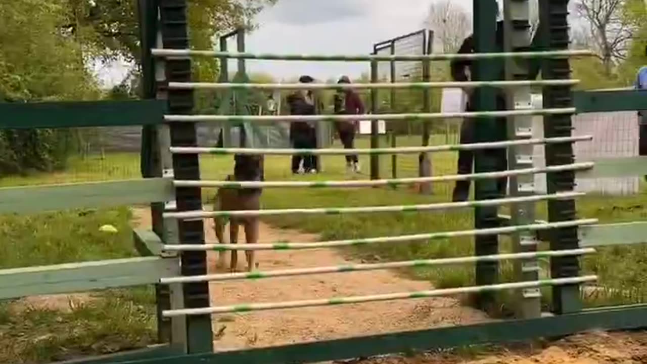 Belgian Malinois - My best friend