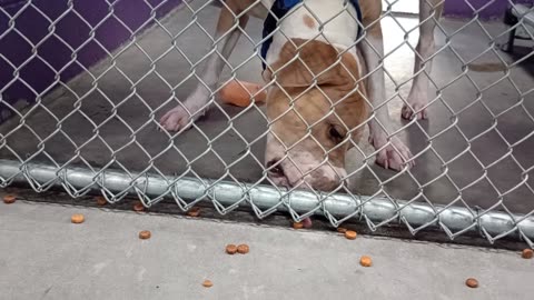 Titan 2.5y Pet Id 947131 kennel 25 HSSAZ shelter love I didn't invade his 'personal space20250725547