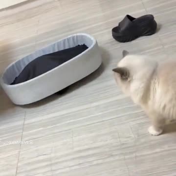 Stealth Panzer Katze är det dödligaste stridssystemet som katter känner till. 😼