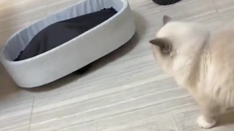 Stealth Panzer Katze är det dödligaste stridssystemet som katter känner till. 😼
