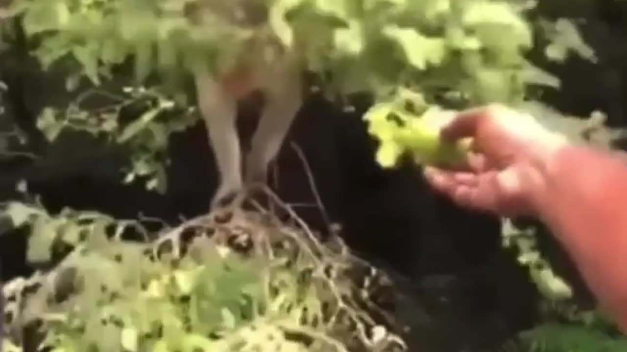 monkey eating fruit
