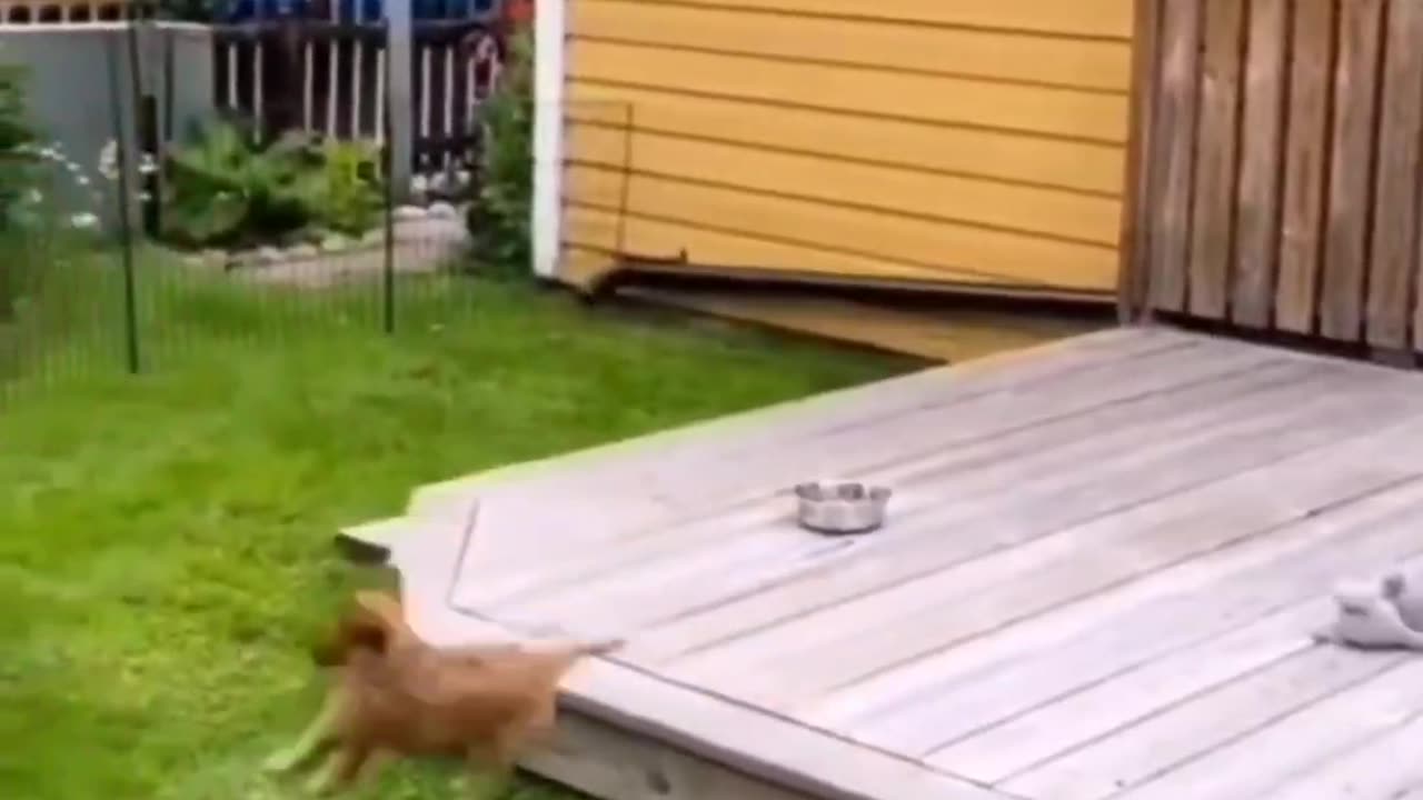 Hilarious Cats & Dogs | Must-Watch Compilation 🐶🎭