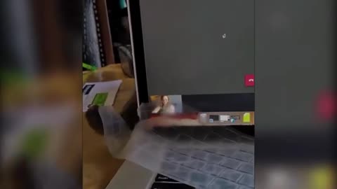 Funny! Funny cats - The funniest animals!