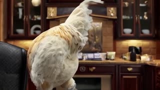 lucid origin A rich chicken surrounded by money gold chains funny meme style u 0 #catshorts