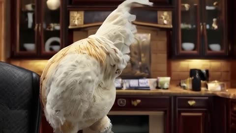 lucid origin A rich chicken surrounded by money gold chains funny meme style u 0 #catshorts