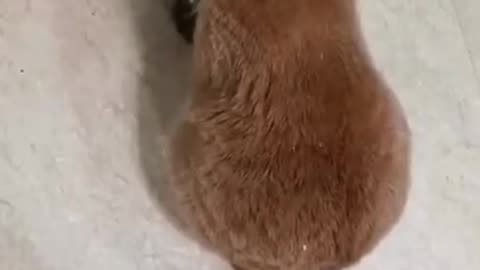 Angry Cat Asking For Food, Banging Bowl | FUNNY CAT VIDEOS #angrycats #catvideos #funnycat