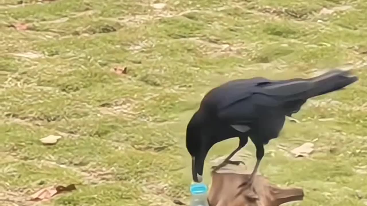 Crow’s Clever Trick 🐦💡 Watch How It Drinks Water 💧 with Stones 🪨! #shorts