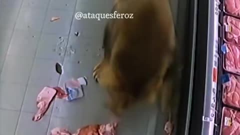WILD LION STORMS INTO GROCERY STORE IN SOUTH AFRICA.