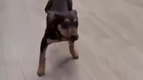 DOGS - BUSTIN A MOVE WITH THE GROOVE