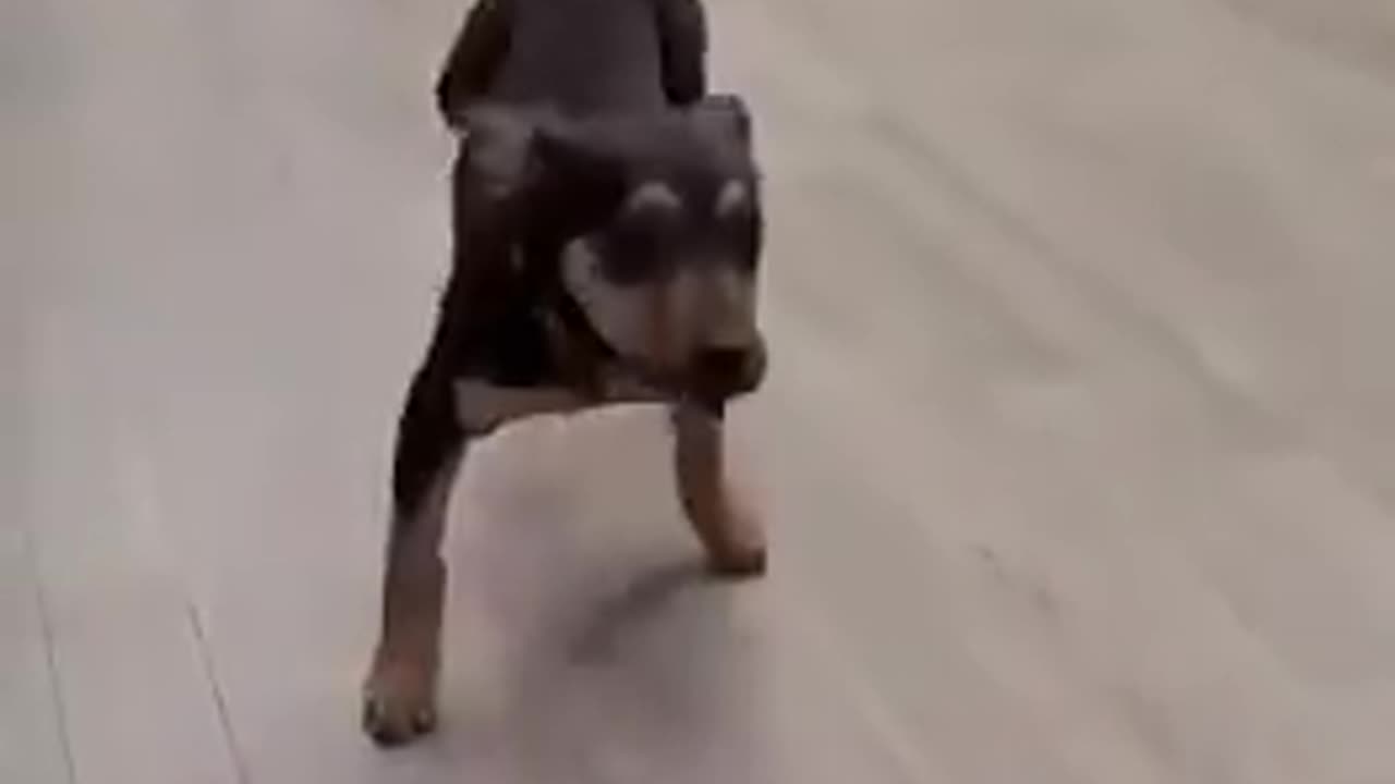 DOGS - BUSTIN A MOVE WITH THE GROOVE