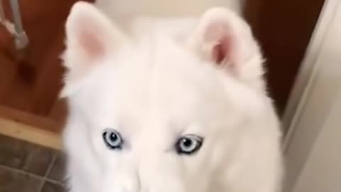 #funny #animals