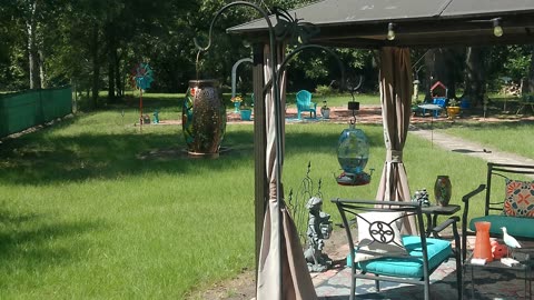 Hummingbirds 9/8/25 - II