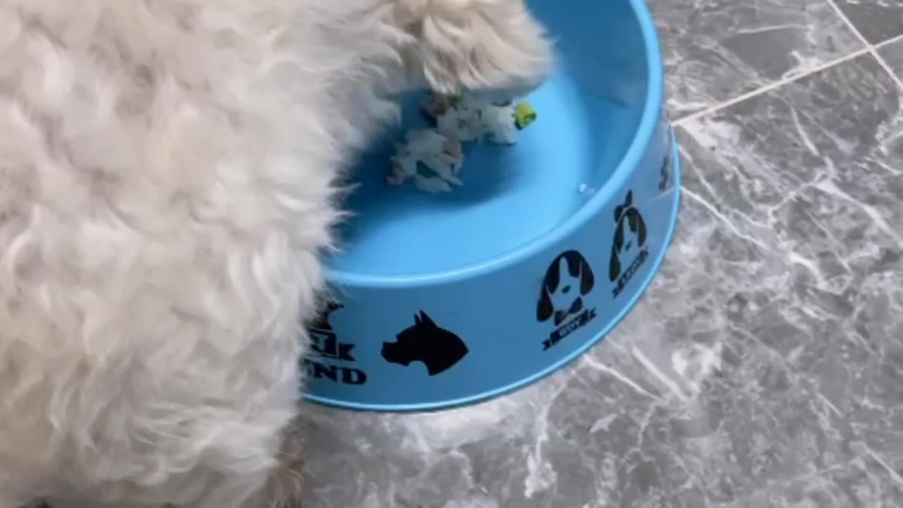 Cute dog little