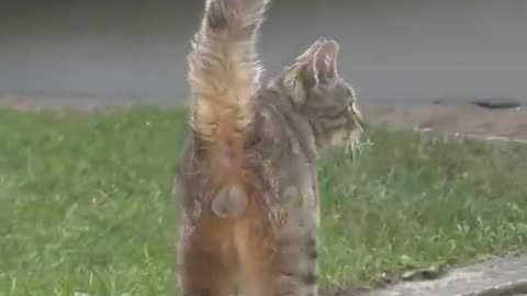 This Fluffy Kid Just Wants to Play! 🐾😻 #shorts