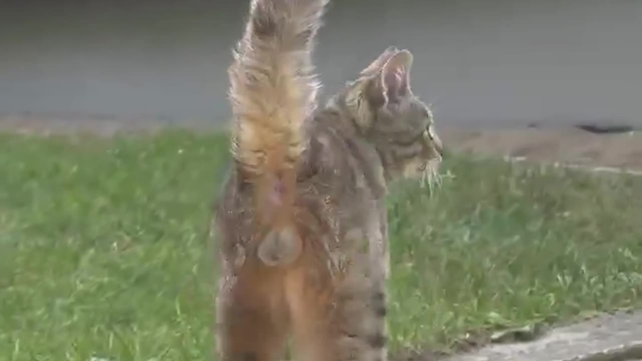This Fluffy Kid Just Wants to Play! 🐾😻 #shorts