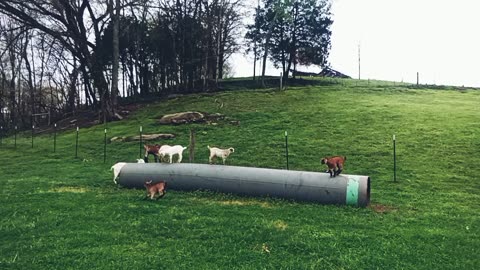 Baby goats at play