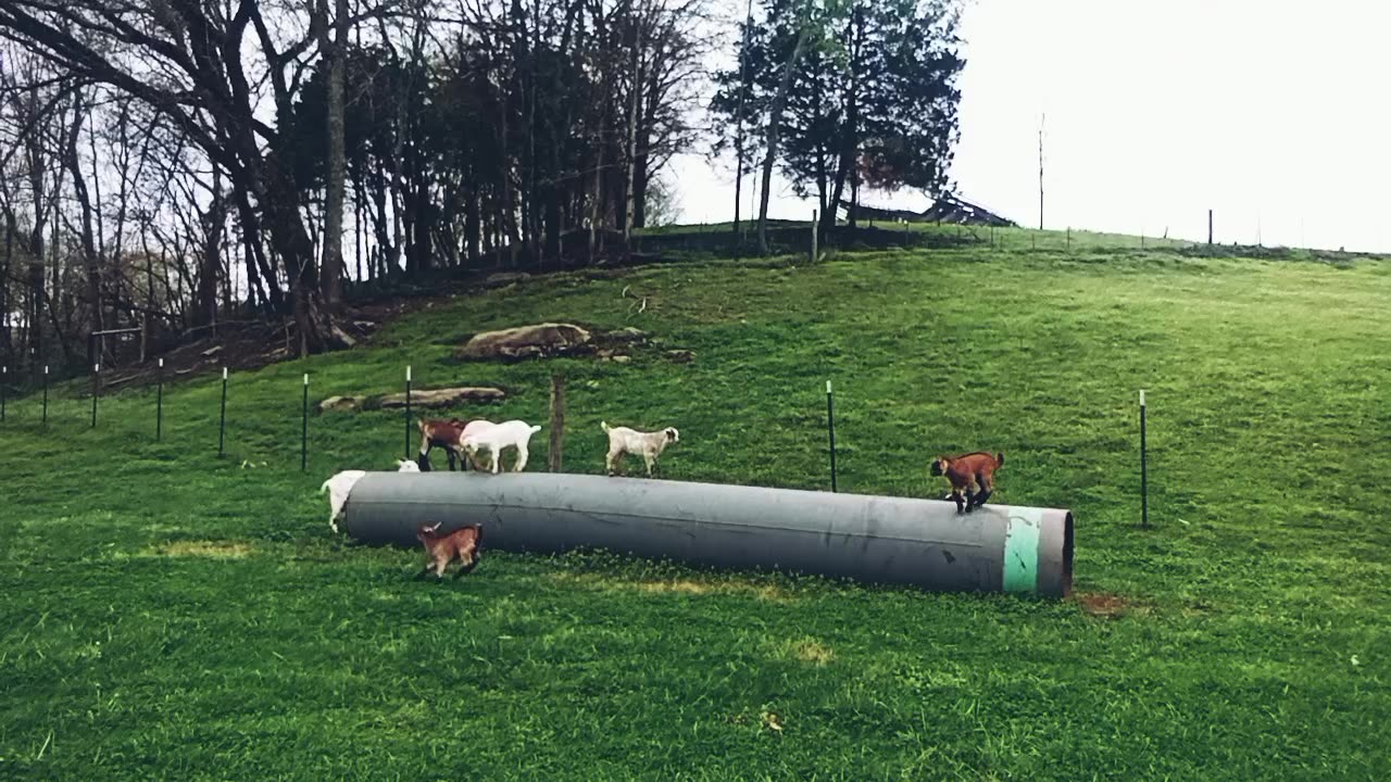 Baby goats at play
