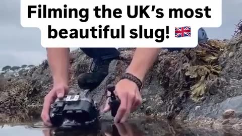 🤯✨ The World's Most Beautiful Slug! | FeedMyCuriosity