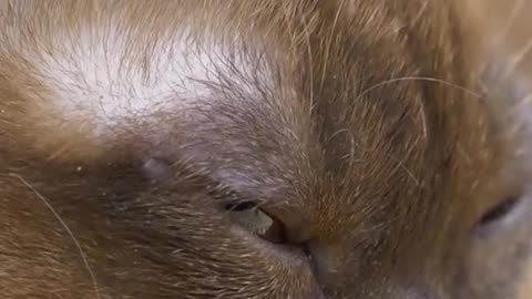 Cats getting more brain damage