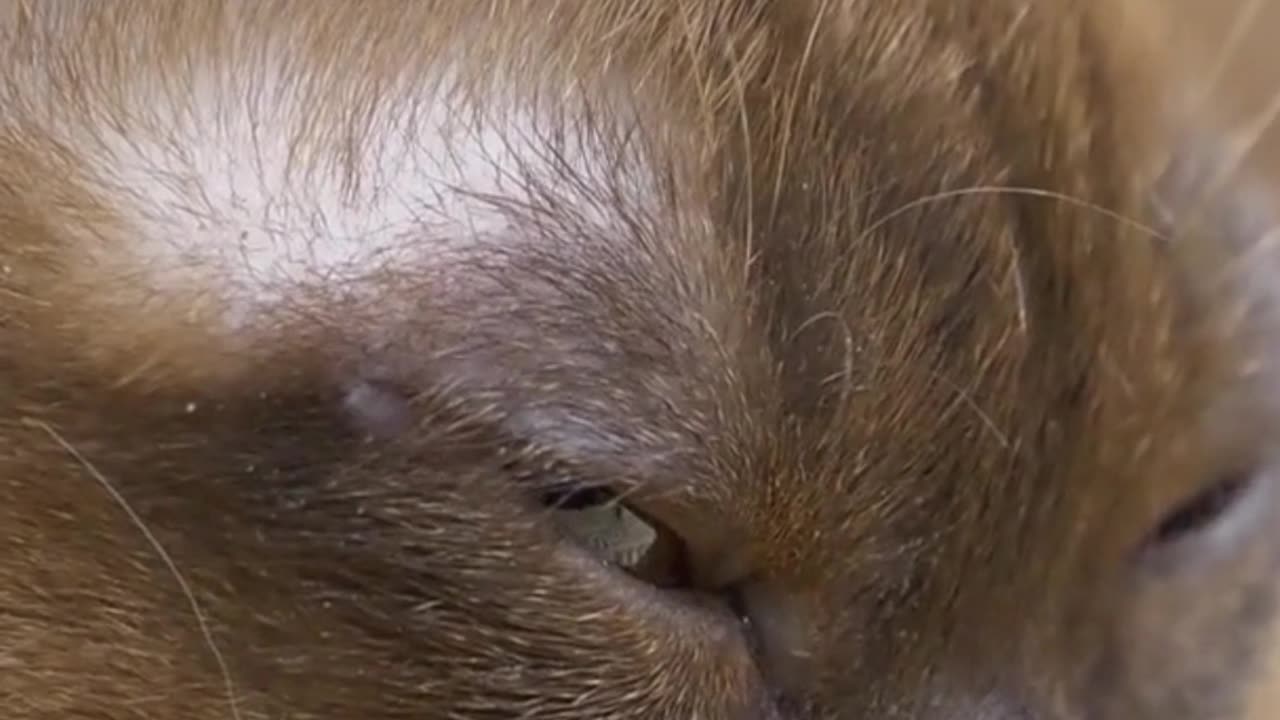 Cats getting more brain damage