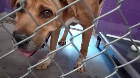 Nugget 5y Pet Id 946758 kennel 15 HSSAZ shelter finding our way with loving eye-contact20250822817