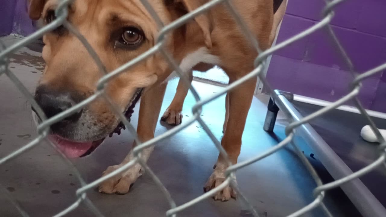 Nugget 5y Pet Id 946758 kennel 15 HSSAZ shelter finding our way with loving eye-contact20250822817