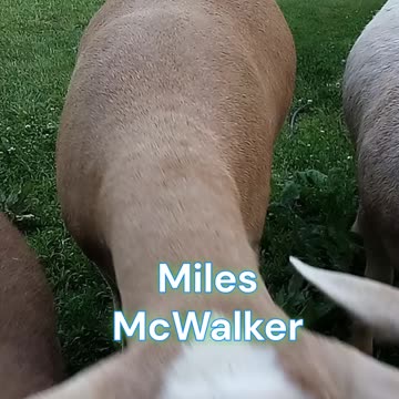 Add to your faith goodness and to goodness knowledge and...