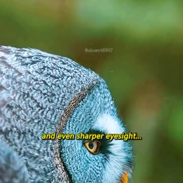 Power Abilities of owl 🦉