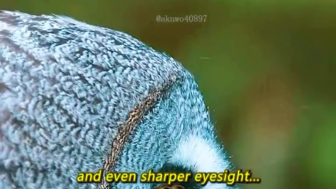 Power Abilities of owl 🦉