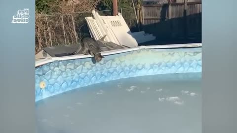 Funny Animal Photobombs #38