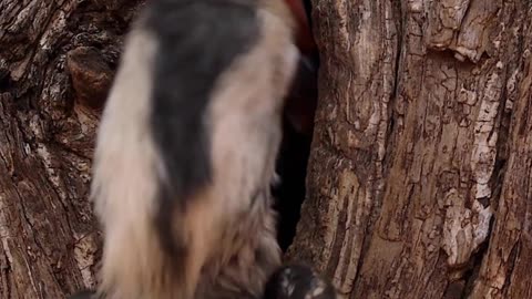 Did you know there's a bird that raises chicks behind a mud wall a relies on its mate to survive?