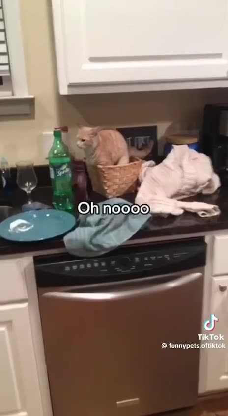 Love All Life Always #278 - Cats Being Jerks. If You Own A Cat (I Do), You Will Relate!