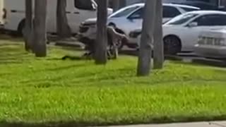 Man kills Florida deputy with his own weapon during traffic stop