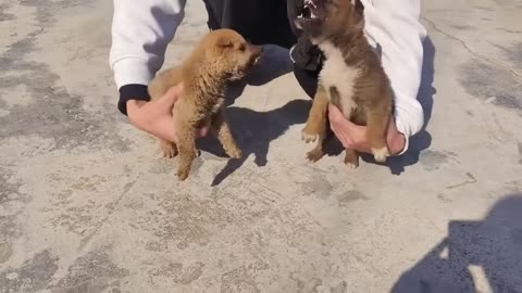 Funny animals - Funny cats/ dogs - Funny animal videos 2025 - Part 4/Funny Pett