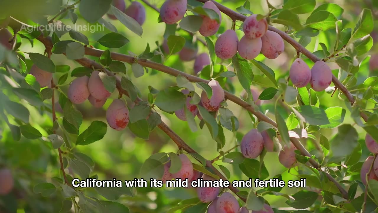 How Olive Oil Is Made 🫒 | Amazing Process of MILLIONS of Tons of Olive Oil, Soap & Pickles!
