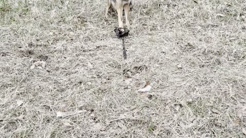 Coyote Trapping! Pretty Coyote. Predator Control. Trapping